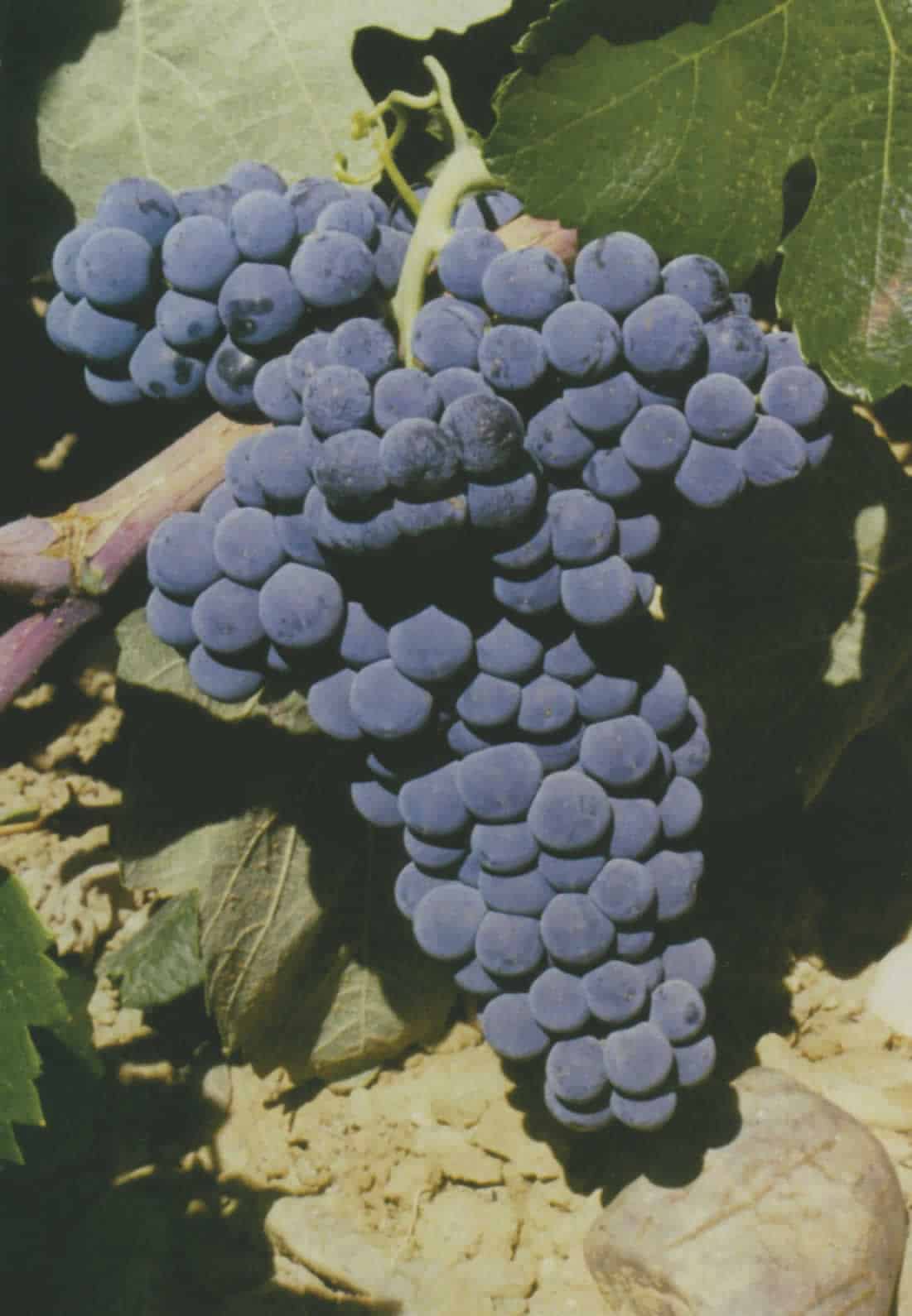 Bobal El blog del viticultor