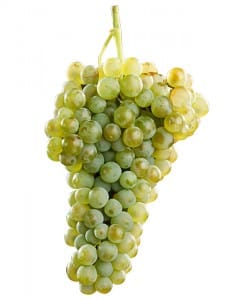 Verdejo. Aromático y Afrutado desde Rueda.