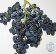 Caiño Tinto. Variedad tinta Gallega.