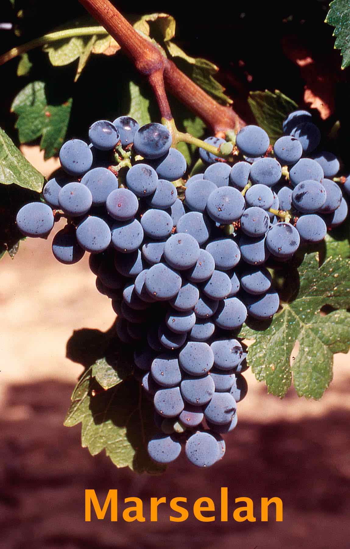 marselan uva