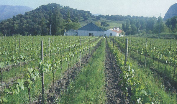 Viticultura ecológica. Una alternativa a la viticultura convencional.