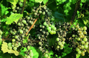Oídio de la viña: Efectos negativos en la calidad del vino