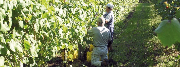 Vendimia y Transporte hasta la Bodega.