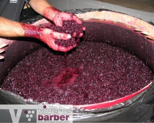 ¿De qué se compone el mosto de uva?