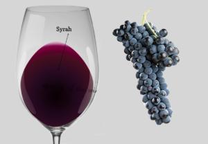 uva y vino syrah vino syrah