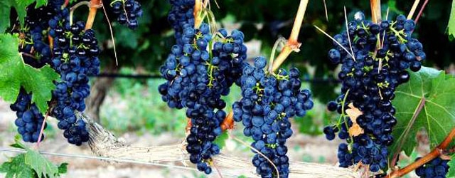 uvas syrah