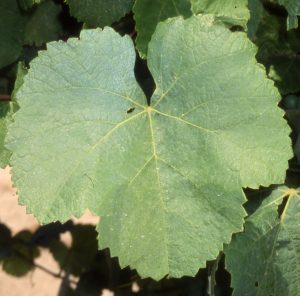 Hoja Sylvaner sylvaner_hoja