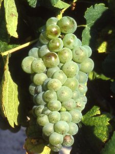 Sylvaner Racimo sylvaner_racimo