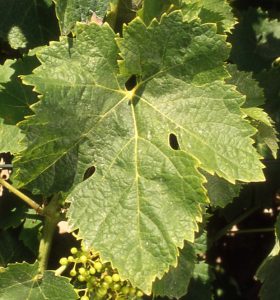 Hoja de Ugni Blanc ugni_blanc_hoja