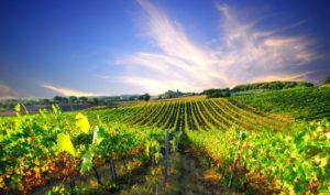 viñedo sin filoxera