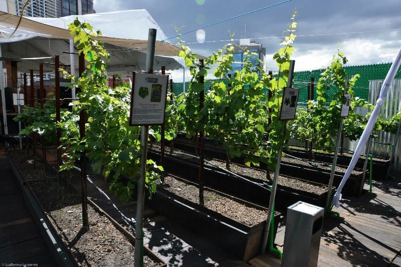 Viñedo Urbano. ¿Se puede plantar un viñedo en una terraza?