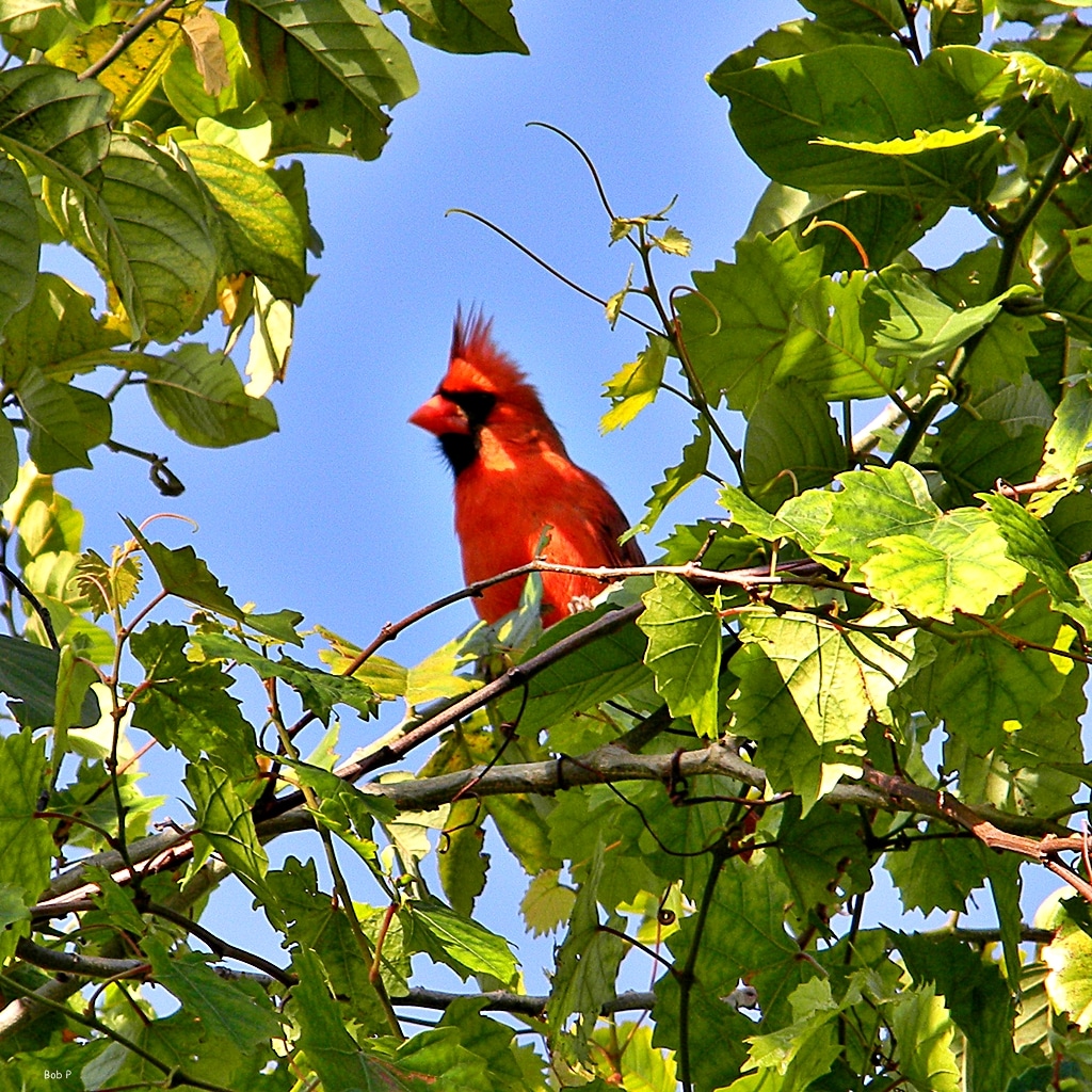 Pájaros y uva. Medidas preventivas disuasorias.