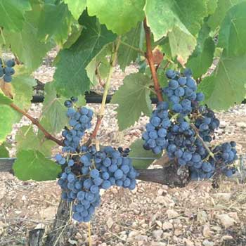 uva de la variedad mandó