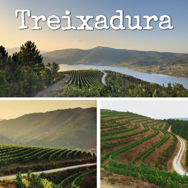 Paisajes de viñedos de la variedad treixadura