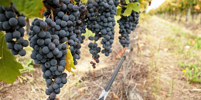 uvas de petit verdot