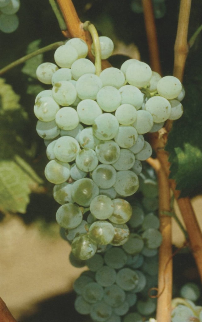 albariño