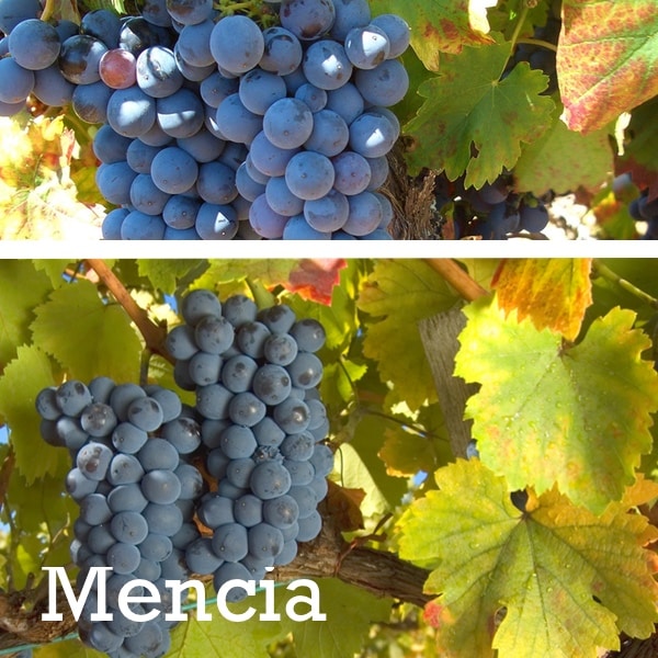 uvas de mencia