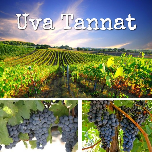 foto de viñedo con uvas de tannat