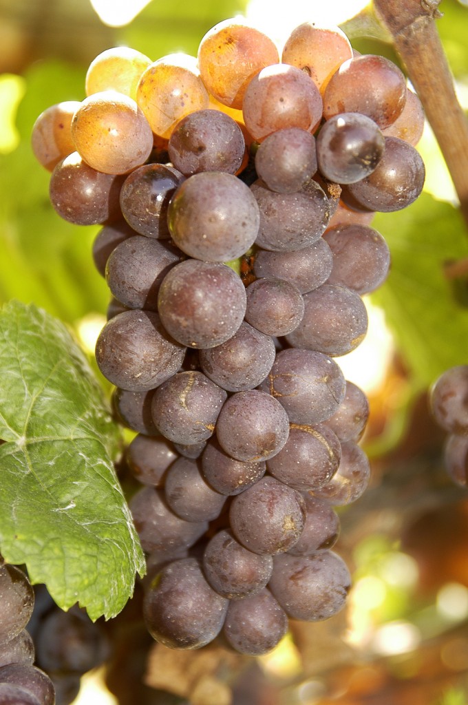 pinot gris_2