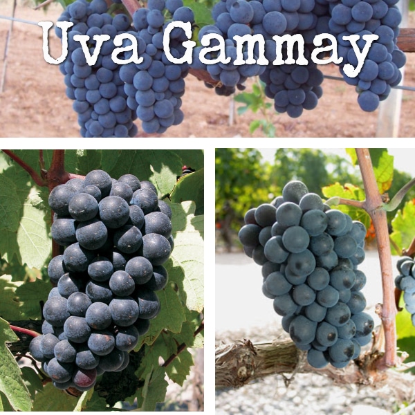 uvas y racimos de la variedad gammay