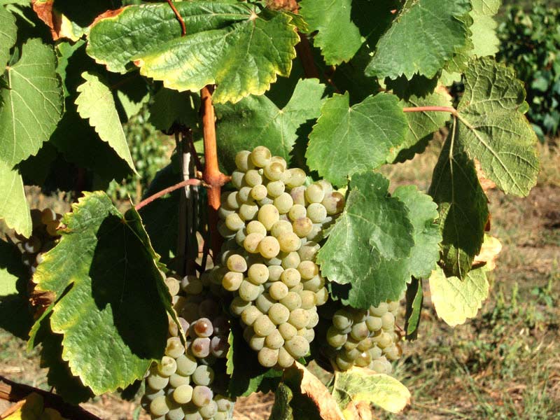 Godello: Variedades Gallegas Blancas. Características y Cultivo. Vinos