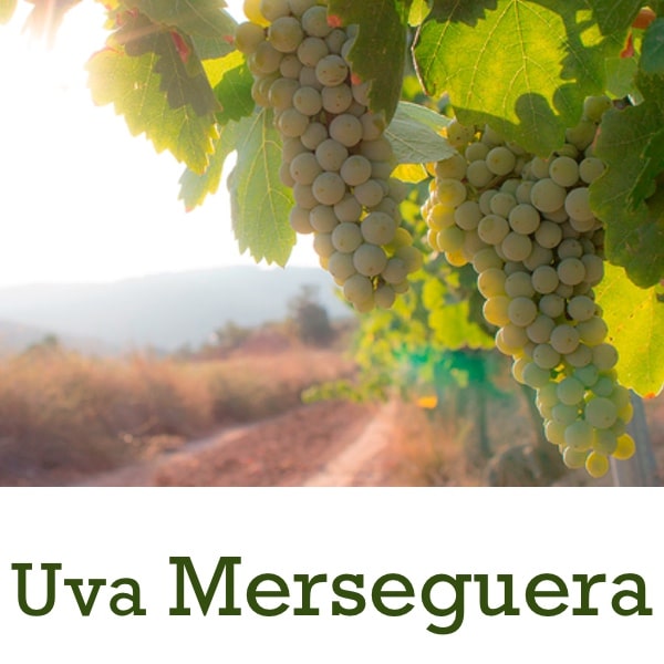 Uva Merseguera