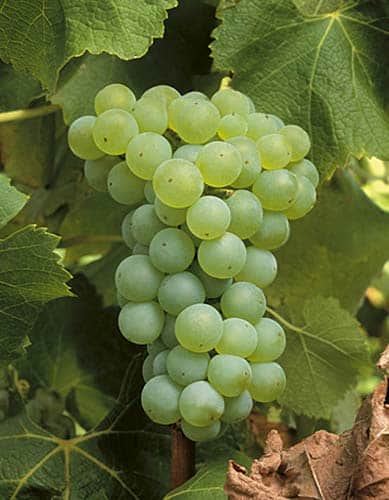 Semillon