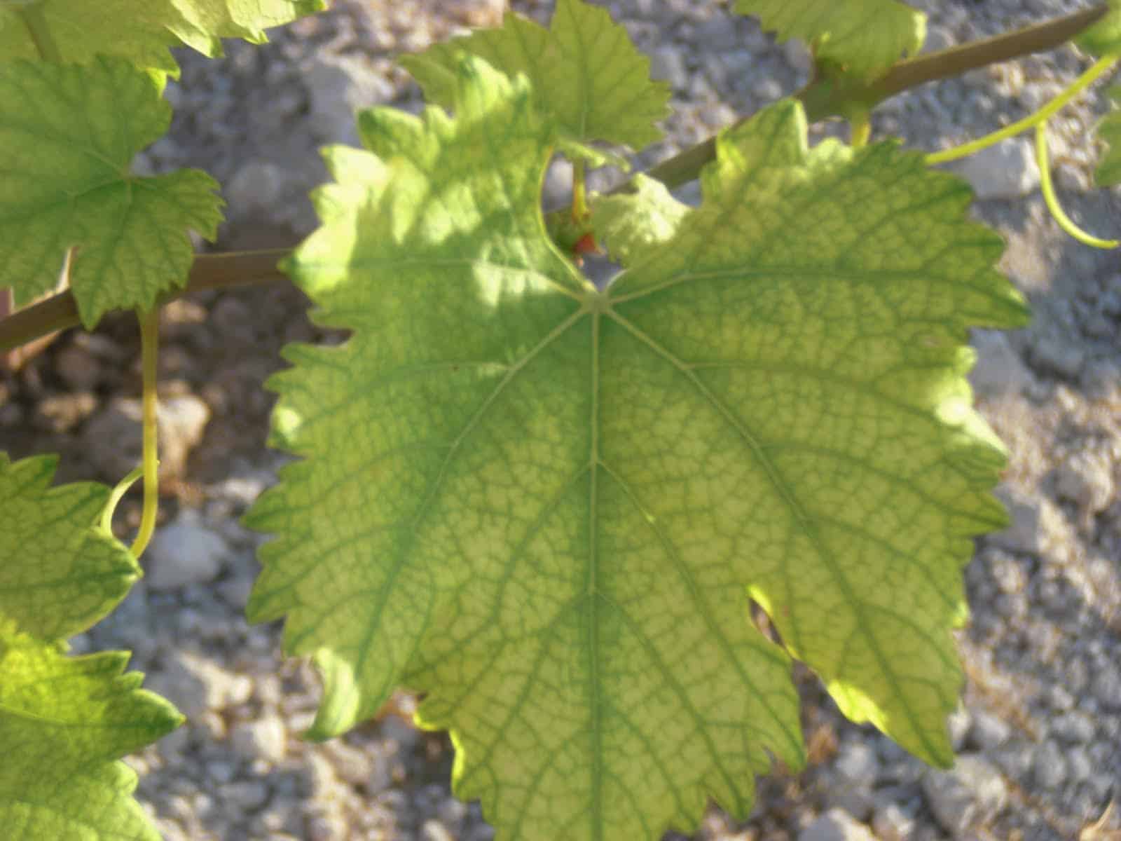 clorosis ferrica vid