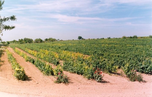 clorosis_ferrica_1