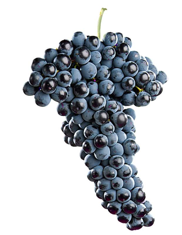 tempranillo uva