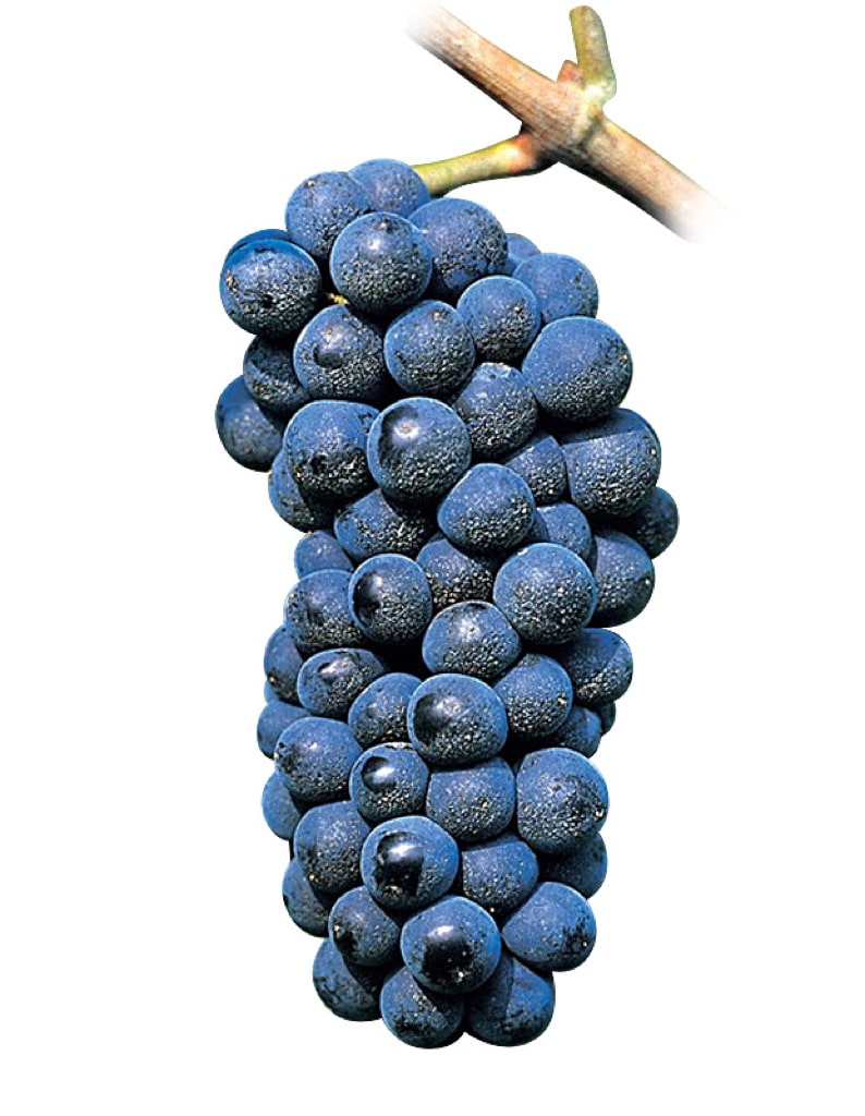 Racimo de Pinot Noir