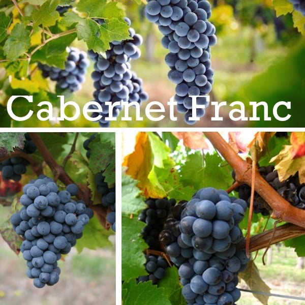 fotos uvas cabernet franc