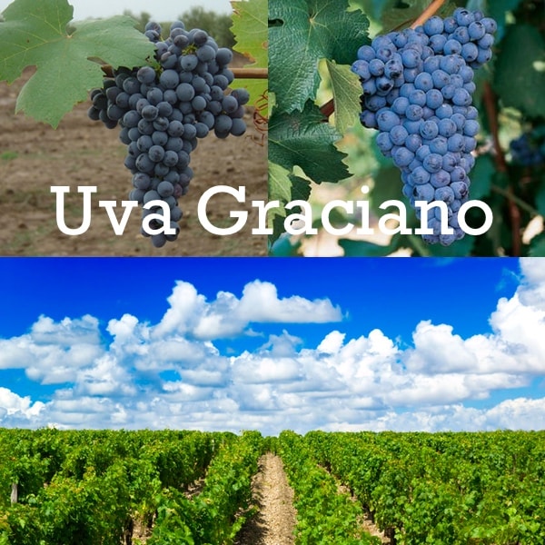 uvas y viñas de graciano