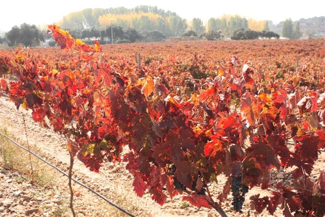 viñedo_octubre