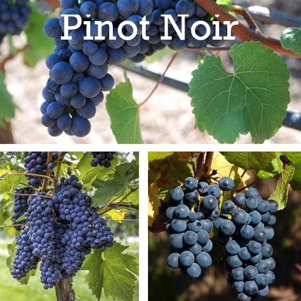 Racimos, cepas y uvas de pinot noir