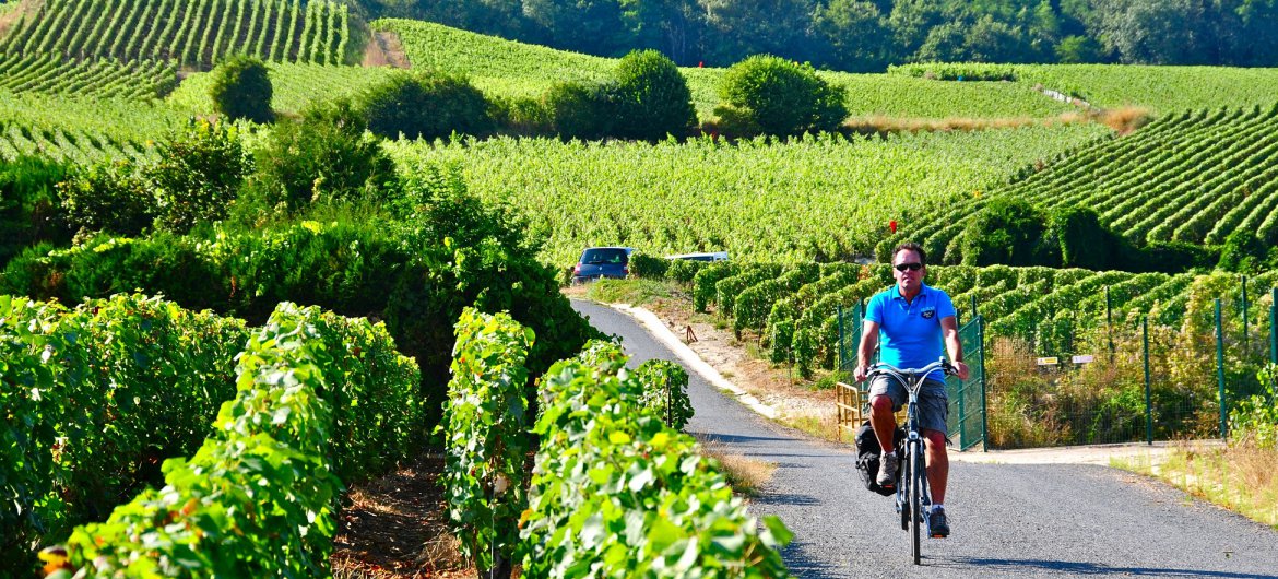 Paisaje de Chardonnay en Champagne