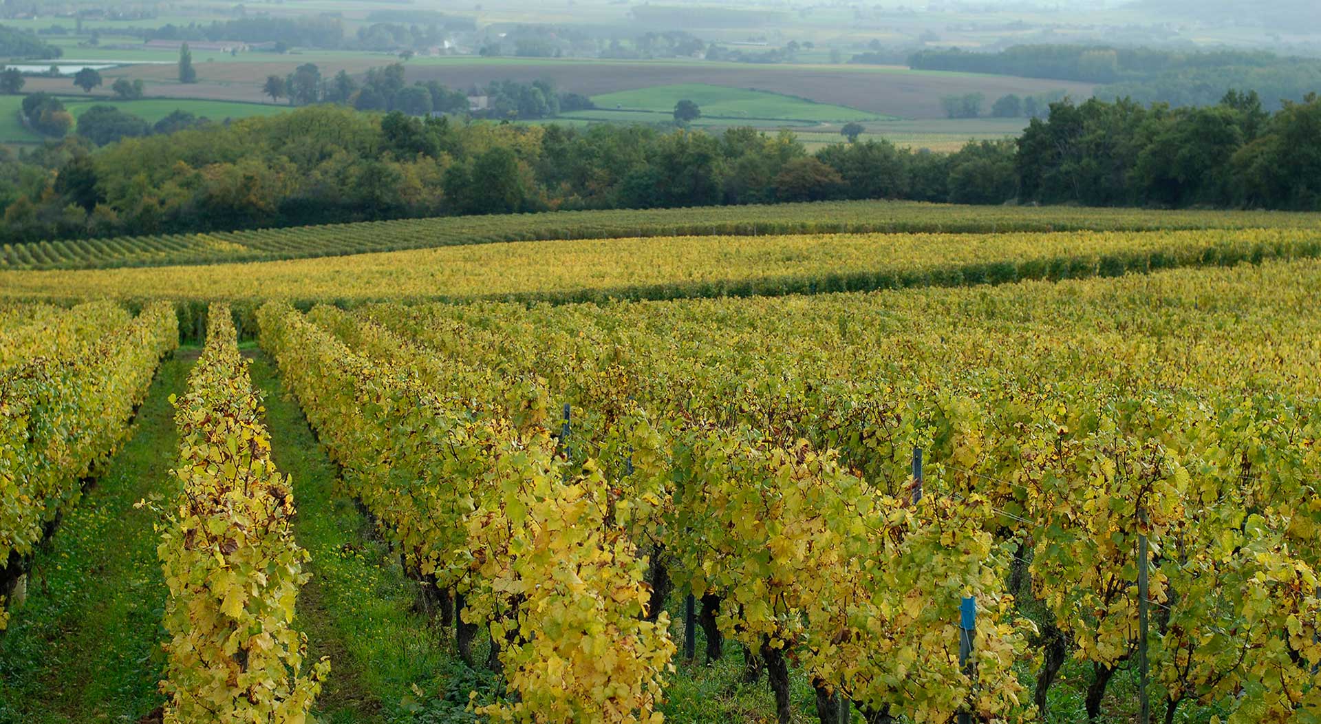 chardonnay viñedo