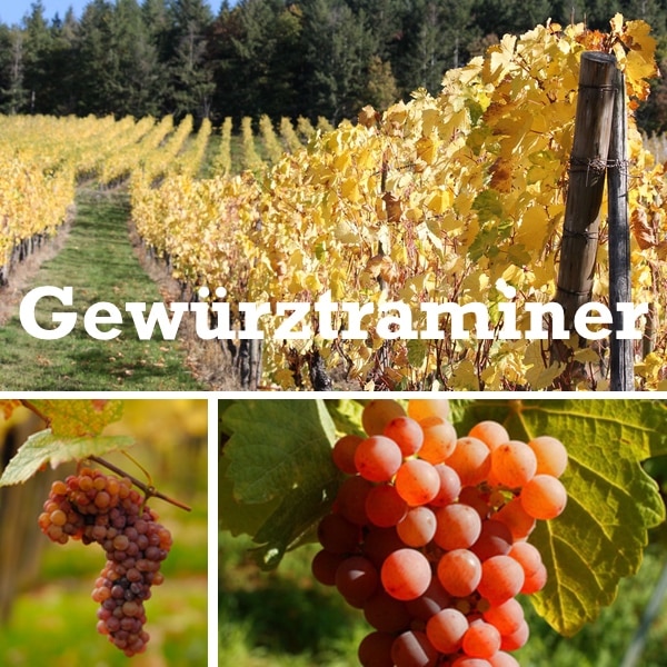 Uvas y Viñedo de Gewürztraminer