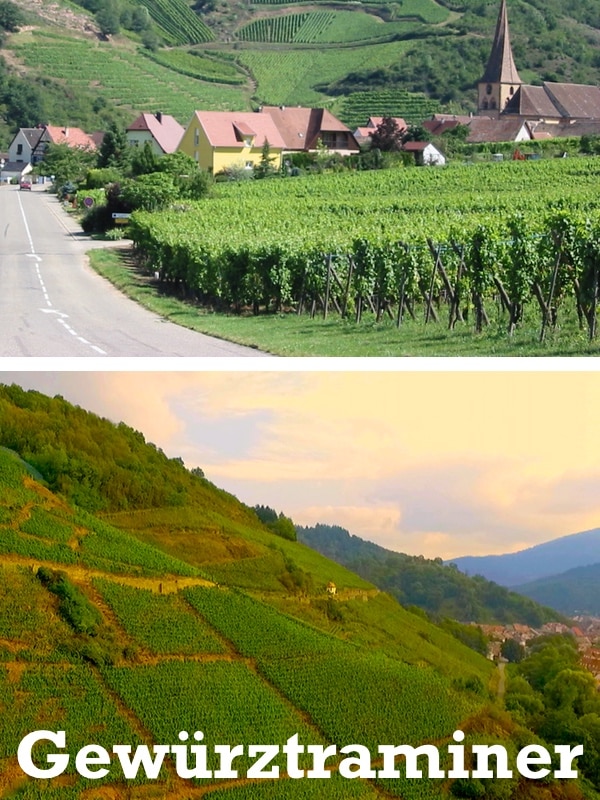 Paisaje de Viñas Gewürztraminer