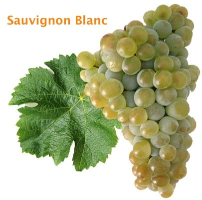 Racimo y hoja de uva sauvignon blanc