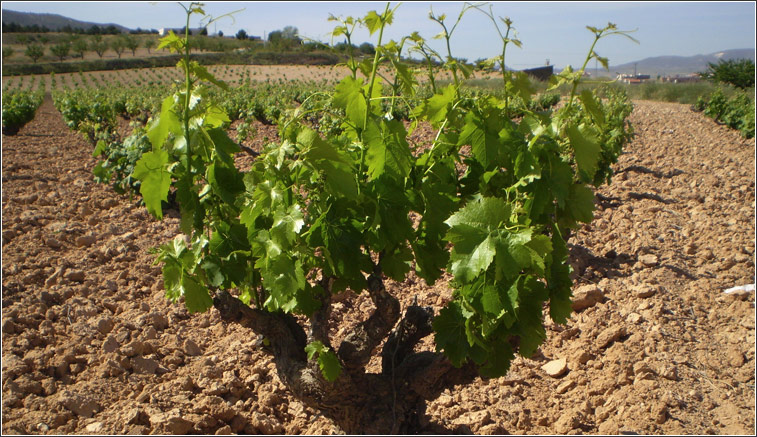Monastrell: Uva, Cepa, Cultivo y Vino