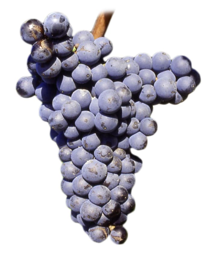 Uva Monastrell