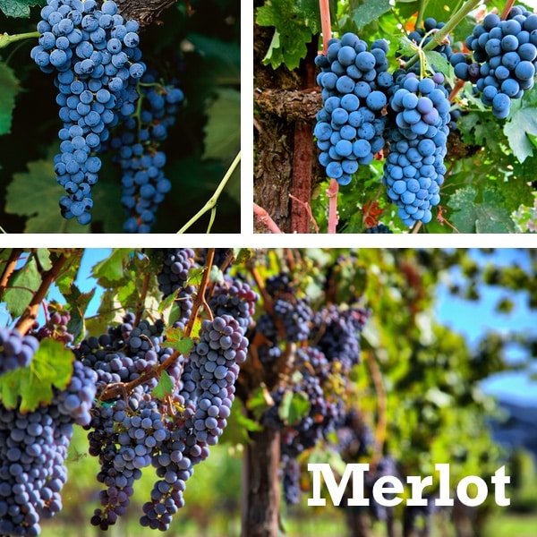 uva merlot