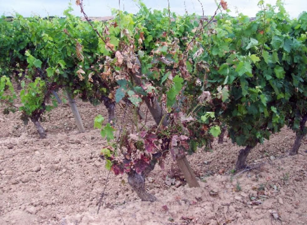 viña afectada por yesca