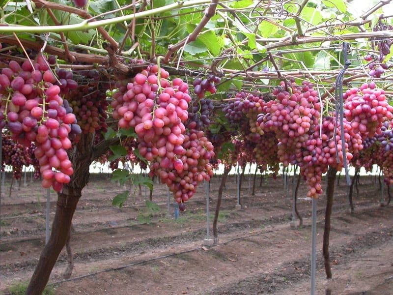 parra uva crimson seedles