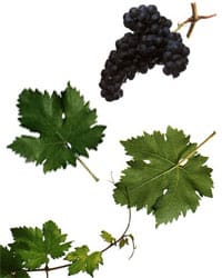 tempranillo_ampelografia