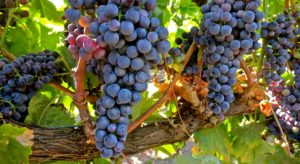 Tempranillo uva Tempranillo uva