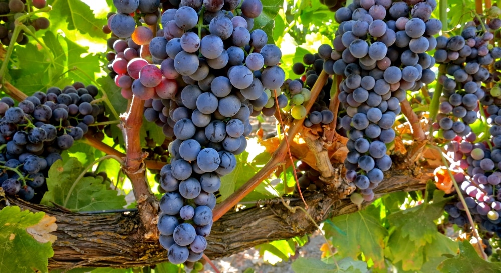 Tempranillo uva