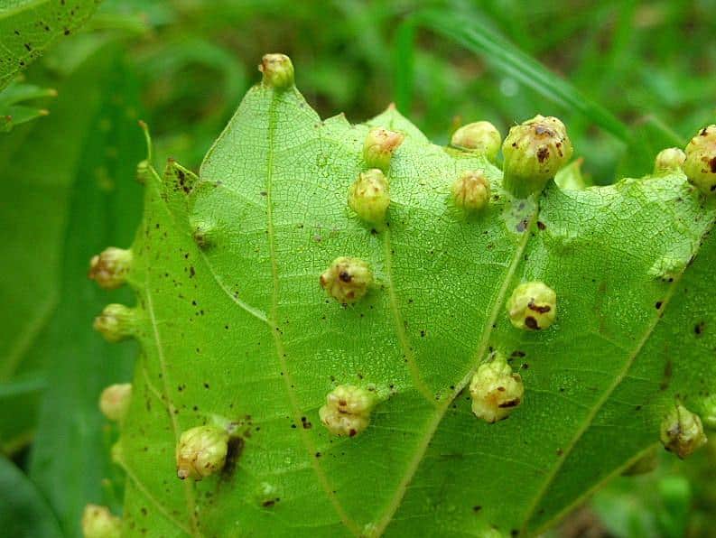 foto de hoja de vid atacada por filoxera