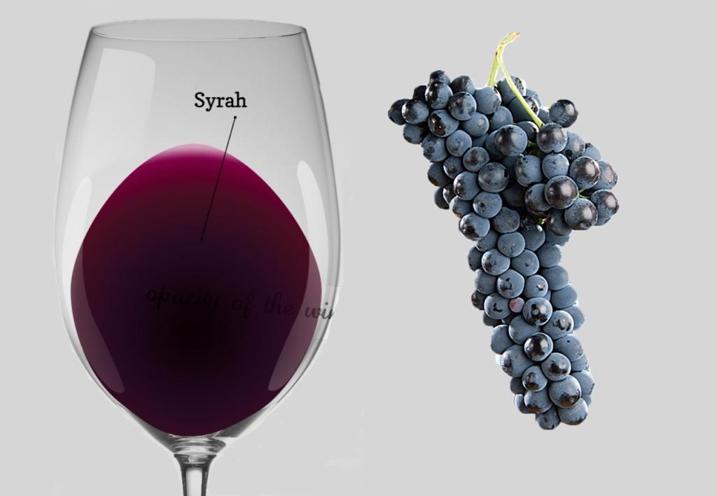 vino syrah